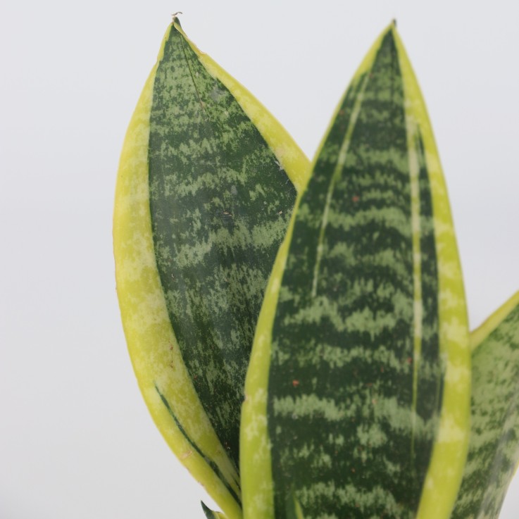 Langue de belle-mère - Set de 3 - Sansevieria 'Superba' - H35-40cm - ⌀12cm