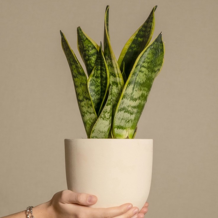 Langue de belle-mère - Set de 3 - Sansevieria 'Superba' - H35-40cm - ⌀12cm