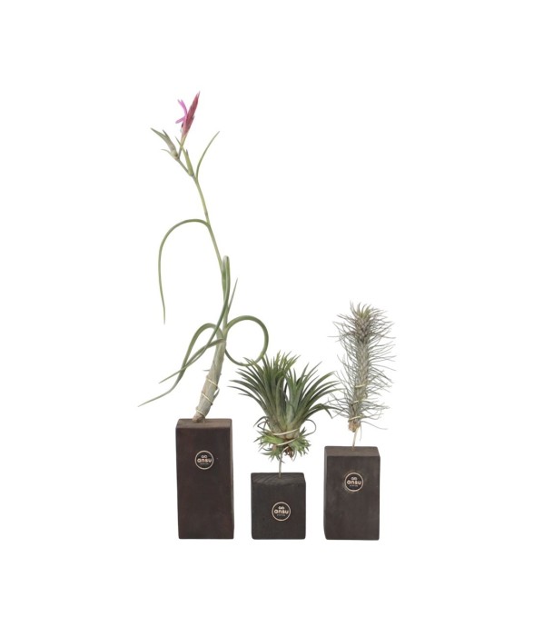 Plante aérienne - Set de 3...