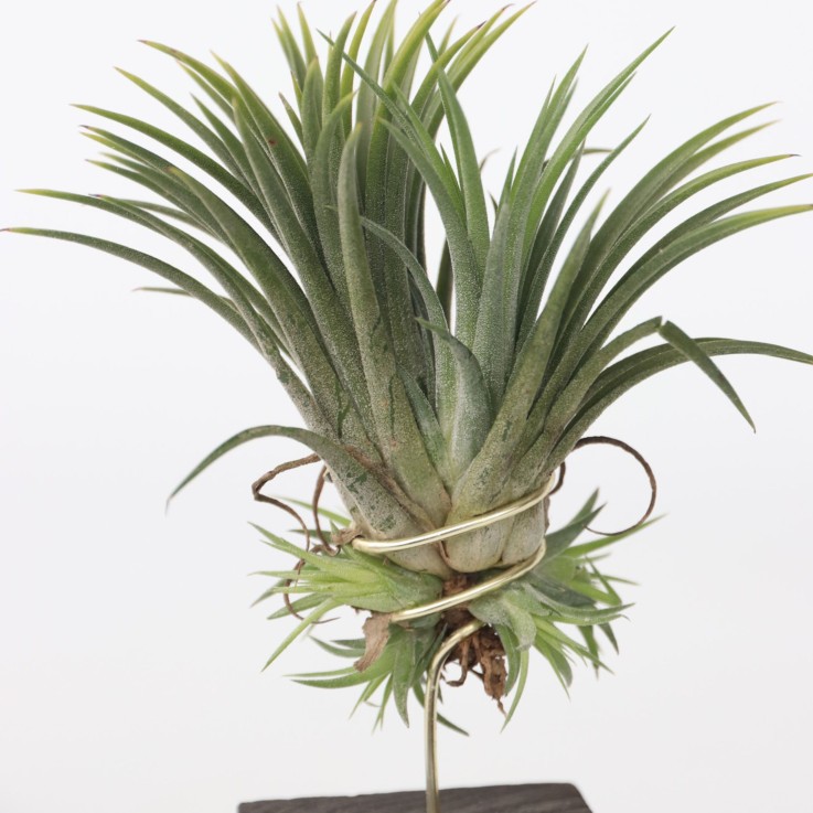 Plante aérienne - Set de 3 - Tillandsia 'Burnt Wood Trio' - Hauteur 30-35cm