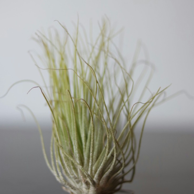 Plante aérienne - Set de 3 - Tillandsia 'Burnt Wood Trio' - Hauteur 30-35cm