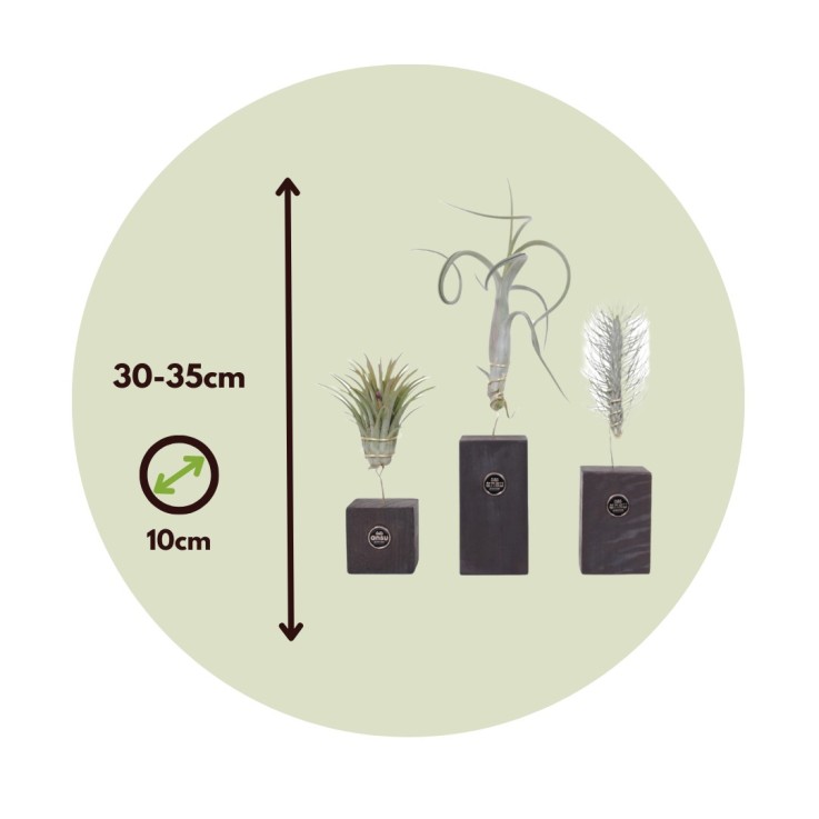 Plante aérienne - Set de 3 - Tillandsia 'Burnt Wood Trio' - Hauteur 30-35cm
