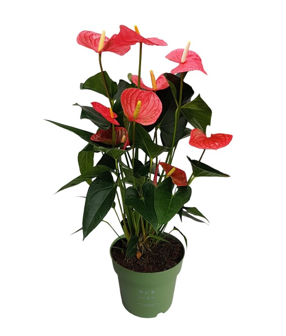 Langue de feu - Anthurium...