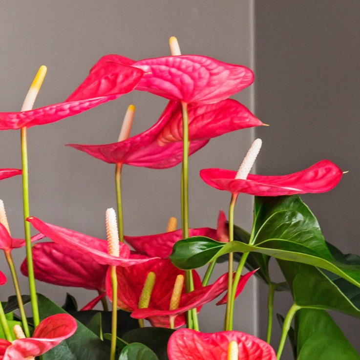 Langue de feu - Anthurium 'Maine Pink' - Hauteur 55-70cm - ø17cm
