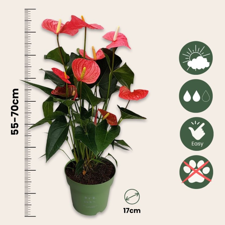 Langue de feu - Anthurium 'Maine Pink' - Hauteur 55-70cm - ø17cm