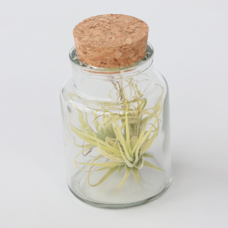 Plante aérienne - Set de 3 - Tillandsia - Hauteur 5-15cm - ⌀5cm