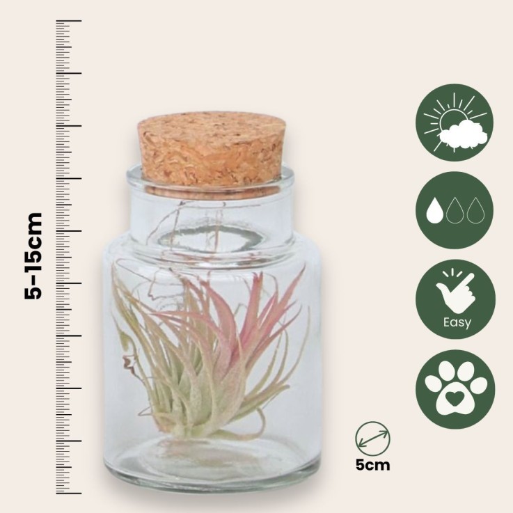 Plante aérienne - Set de 3 - Tillandsia - Hauteur 5-15cm - ⌀5cm
