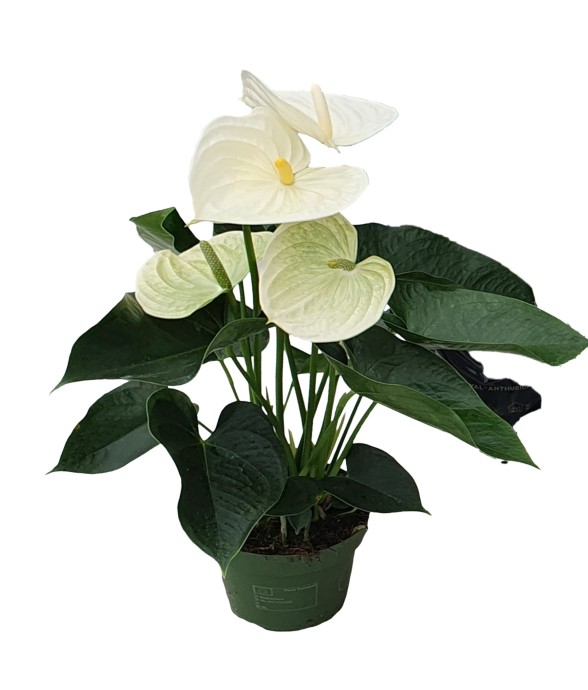 Langue de feu - Anthurium...