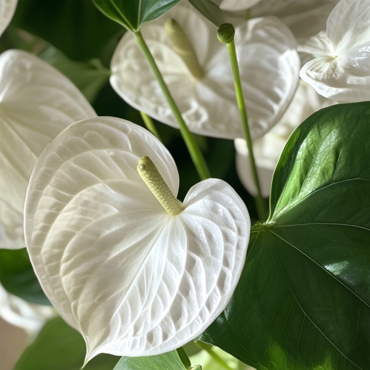 Langue de feu - Anthurium 'Alpine White' - Hauteur 40-55cm - ø14cm