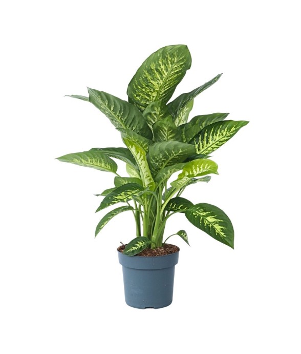 Cannes des muets -...