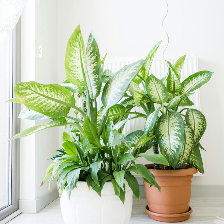 Cannes des muets - Dieffenbachia 'Tropic' - Hauteur 70-80cm - ⌀24cm