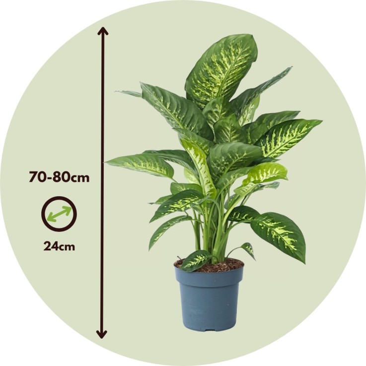 Cannes des muets - Dieffenbachia 'Tropic' - Hauteur 70-80cm - ⌀24cm