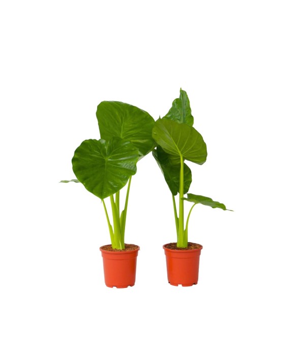 Plante éléphant - Set de 2...