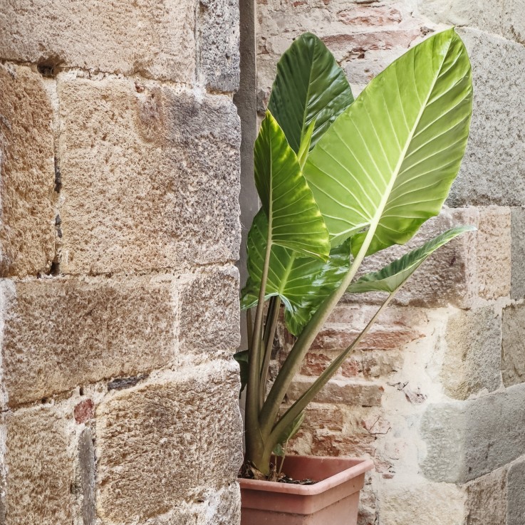 Plante éléphant - Set de 2 - Alocasia 'Odora' - Hauteur 55-75cm - ⌀17cm