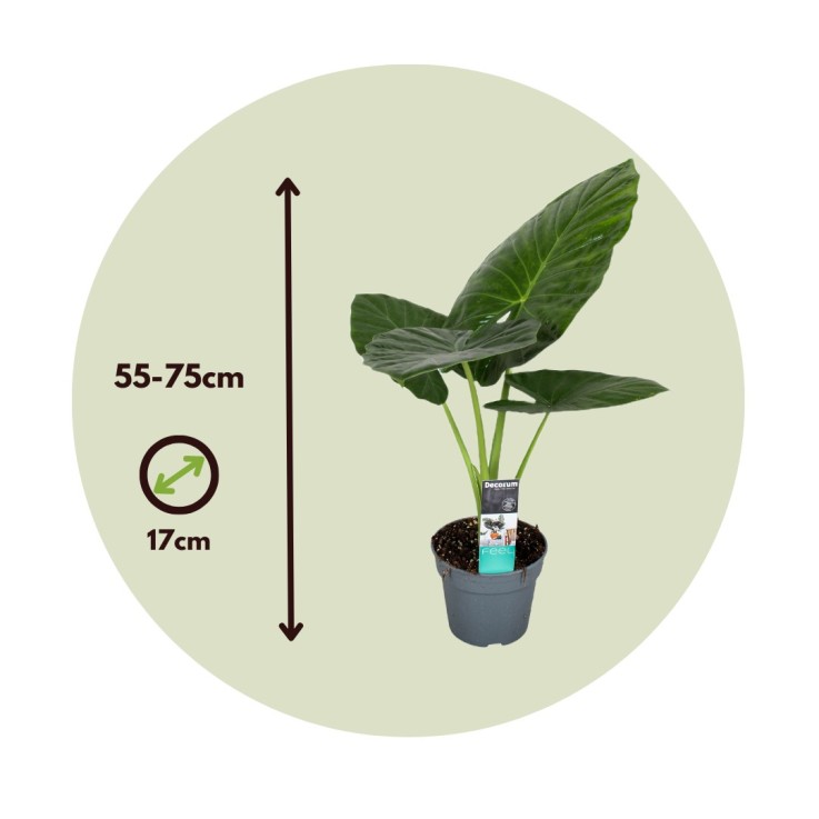 Plante éléphant - Set de 2 - Alocasia 'Odora' - Hauteur 55-75cm - ⌀17cm