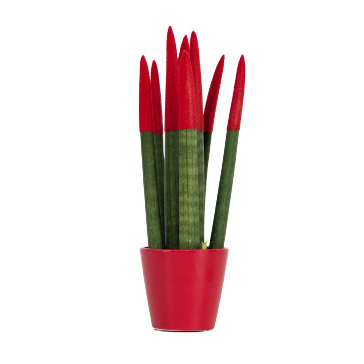 Sansevieria cylindrique - Hauteur 20-40cm - Pot 9cm