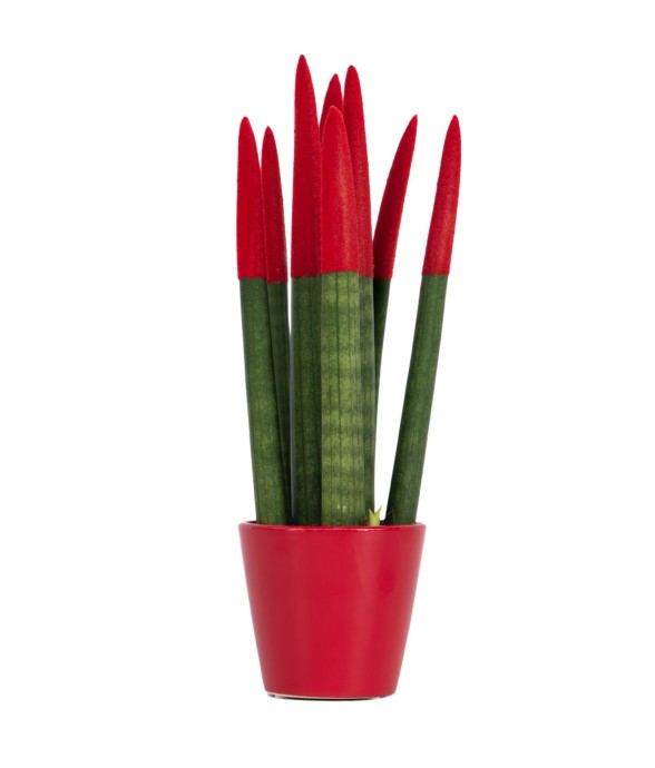 Sansevieria cylindrique -...