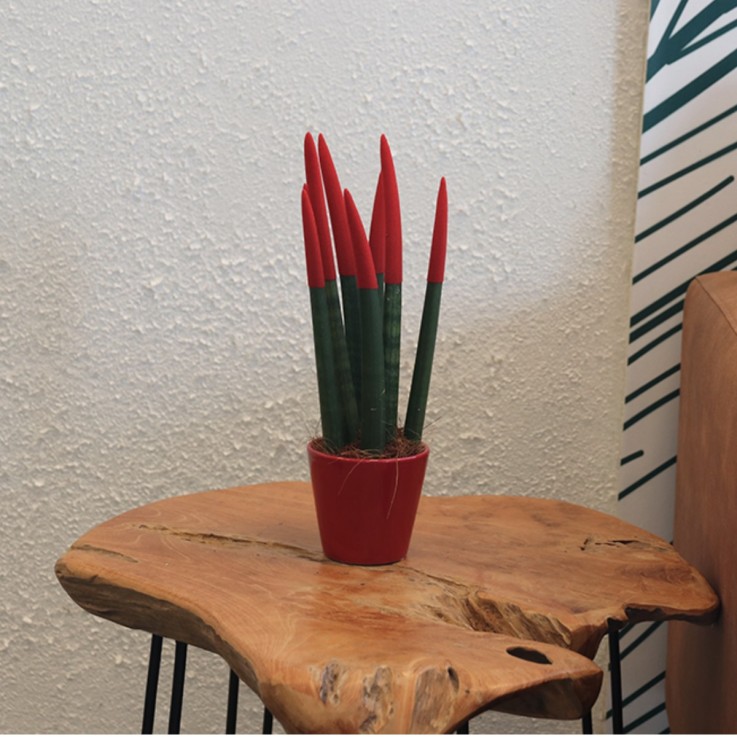 Sansevieria cylindrique - Hauteur 20-40cm - Pot 9cm