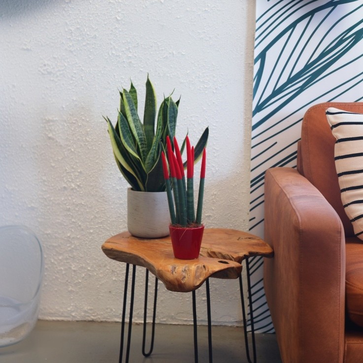 Sansevieria cylindrique - Hauteur 20-40cm - Pot 9cm