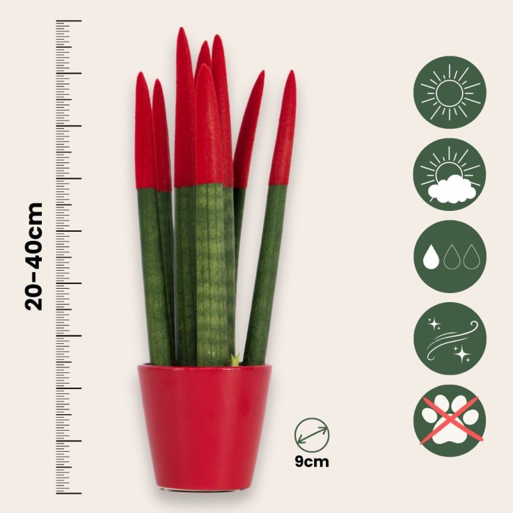 Sansevieria cylindrique - Hauteur 20-40cm - Pot 9cm