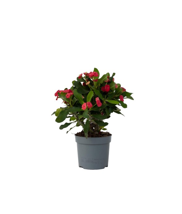 Euphorbe de Madagascar -...