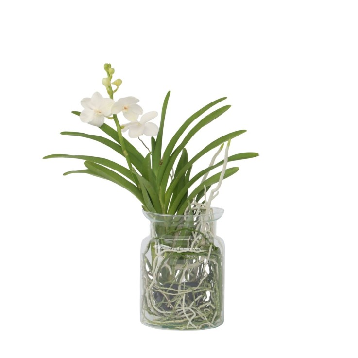 Orchidée - Vanda 'White' - Hauteur 40-50cm - ⌀14cm
