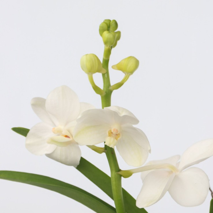 Orchidée - Vanda 'White' - Hauteur 40-50cm - ⌀14cm