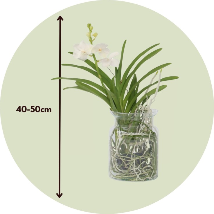 Orchidée - Vanda 'White' - Hauteur 40-50cm - ⌀14cm
