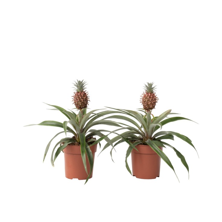Ananas d'ornement - Set de 2 - Ananas comosus 'Mi Amigo' - H35-45cm - ⌀12cm