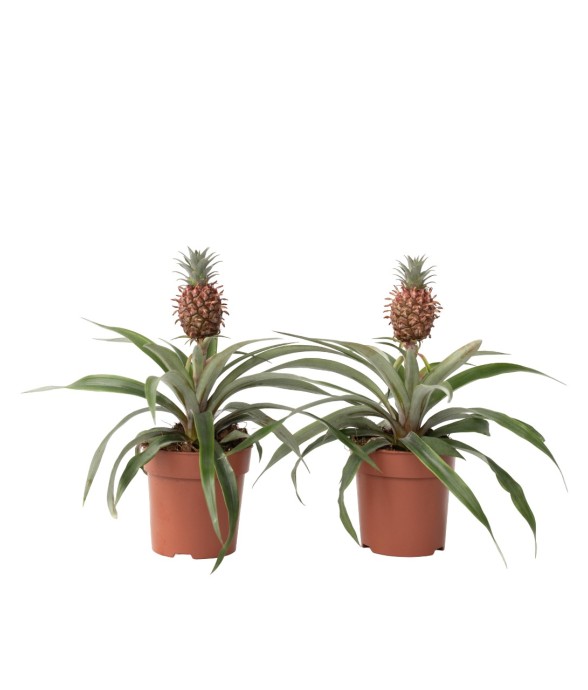 Ananas d'ornement - Set de...