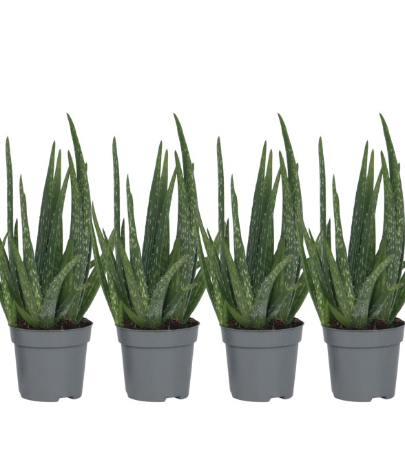 Aloe vera - Set de 4 - Aloe...