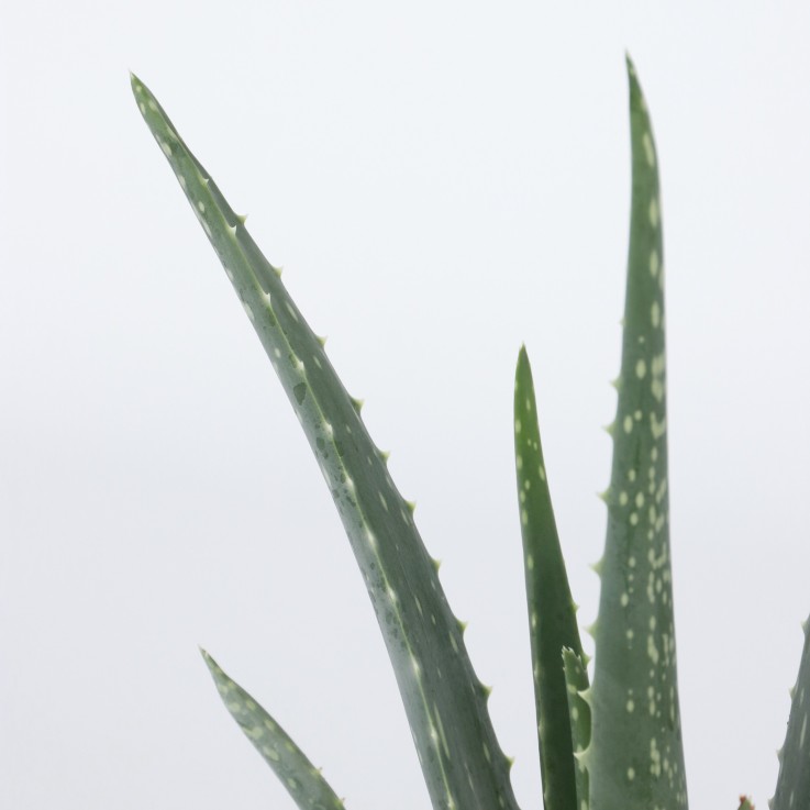 Aloe vera - Set de 4 - Aloe barbadensis - Hauteur 25-40cm - ⌀10,5cm