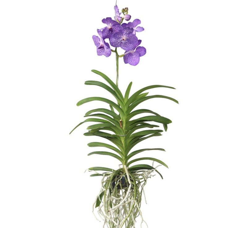 Orchidée - Vanda 'Magic Royal Blue' - Hauteur 55-65cm