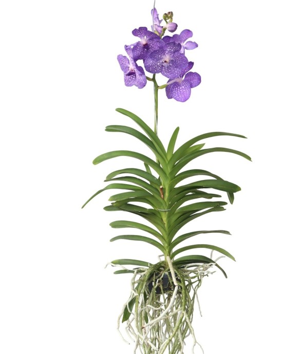 Orchidée - Vanda 'Magic...