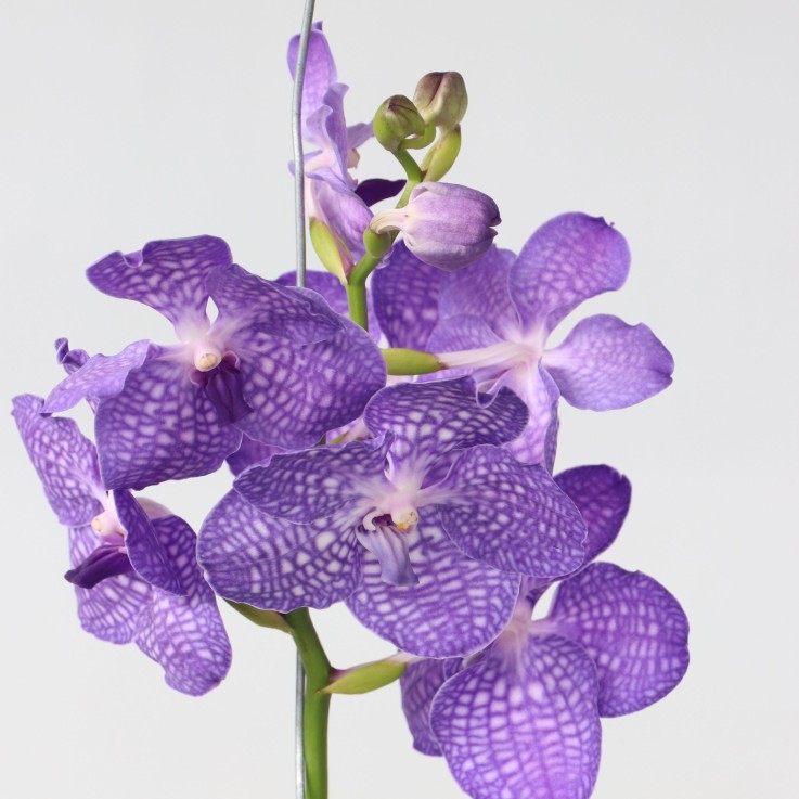 Orchidée - Vanda 'Magic Royal Blue' - Hauteur 55-65cm