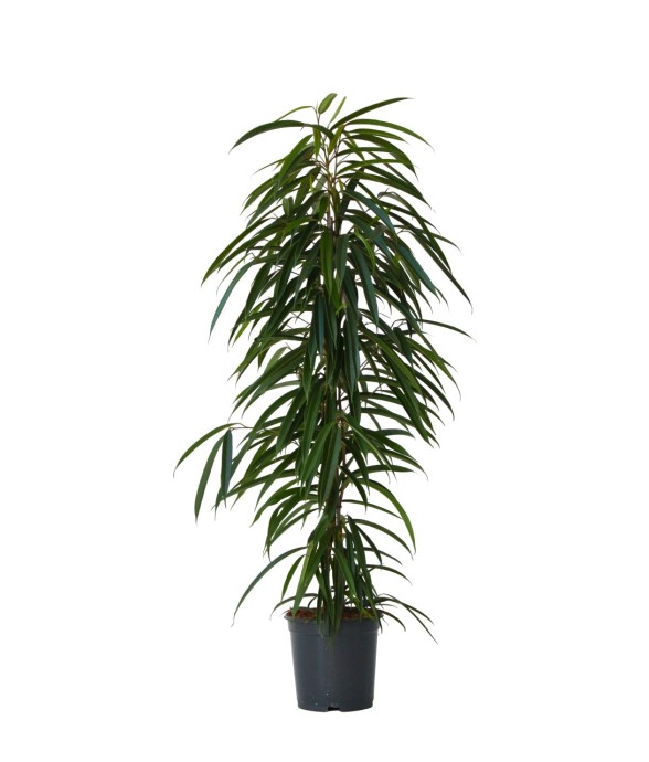 Ficus pleureur - Ficus...