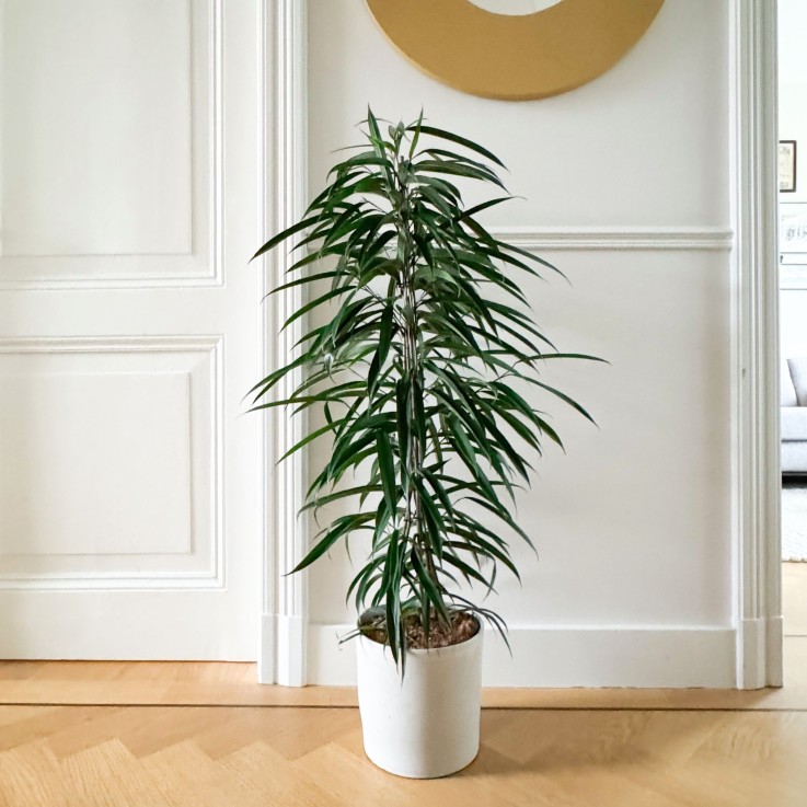 Ficus pleureur - Ficus binnendijkii - Hauteur 100-110cm - ⌀21cm