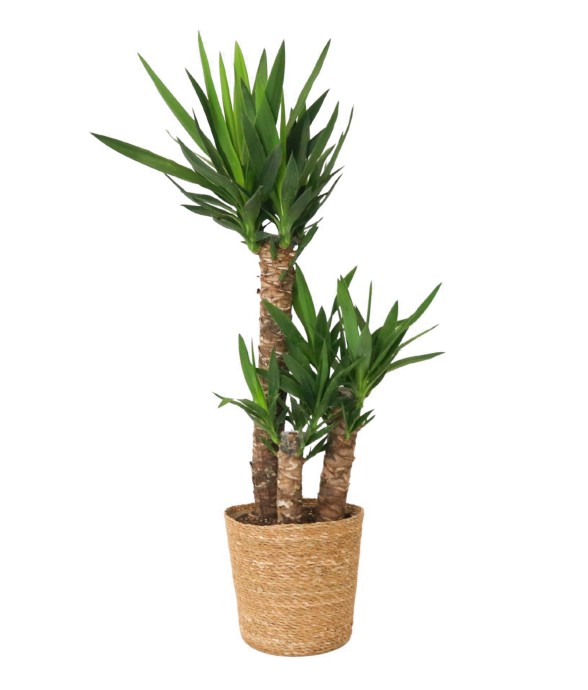 Pied d'éléphant - Yucca...