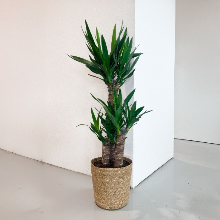 Pied d'éléphant - Yucca elephantipes - Hauteur 70-80cm - ⌀21cm