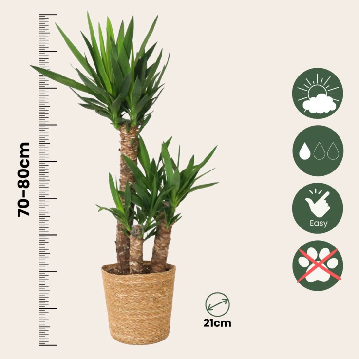 Pied d'éléphant - Yucca elephantipes - Hauteur 70-80cm - ⌀21cm
