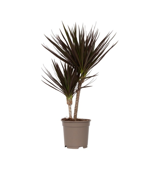 Dragonnier - Dracaena...