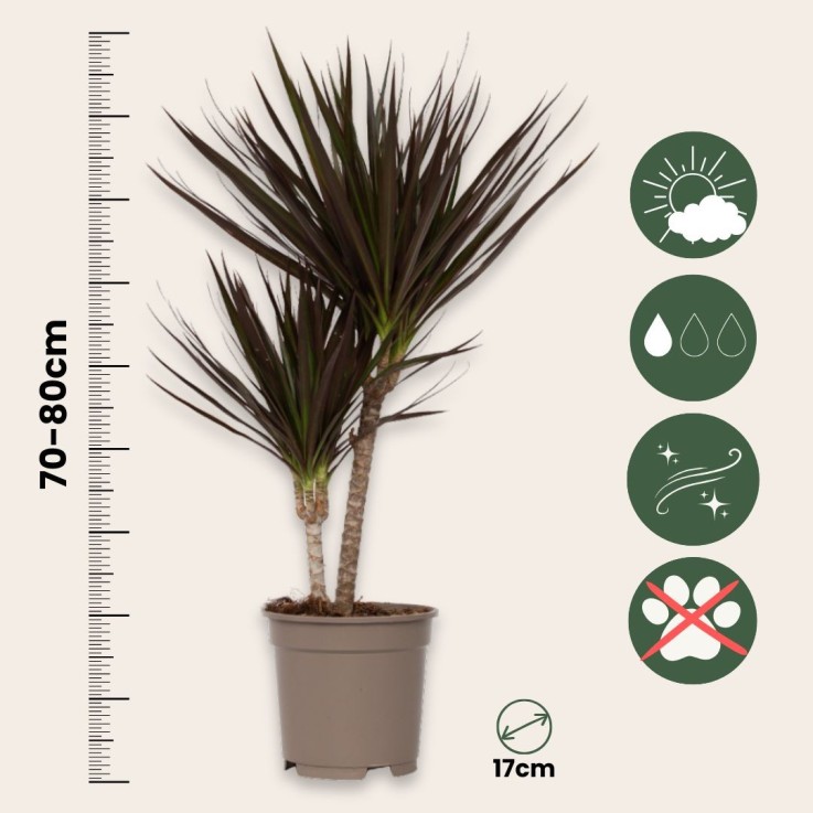 Dragonnier - Dracaena marginata 'Magenta' - Hauteur 70-80cm - ⌀17cm