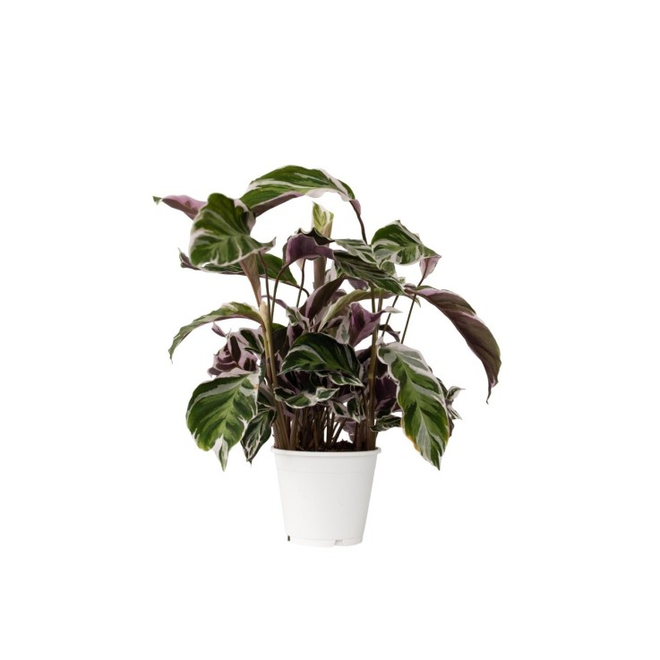 Calathée - Calathea Lietzei 'White Fusion' - Hauteur 30-40cm - ⌀14cm