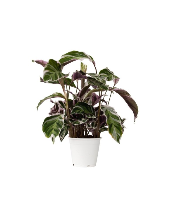 Calathée - Calathea Lietzei...