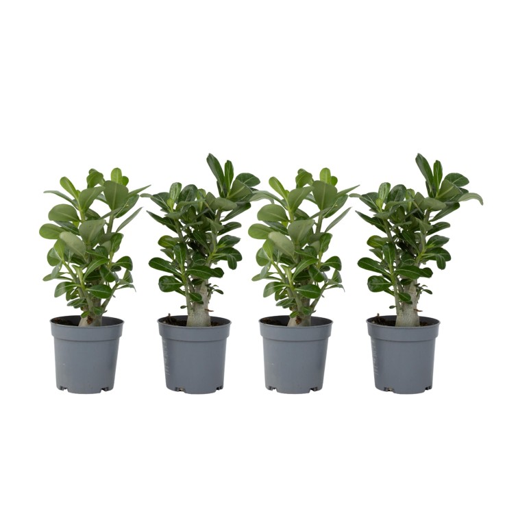 Rose du désert - Set de 4 - Adenium obesum - Hauteur 25-40cm - ⌀10,5cm