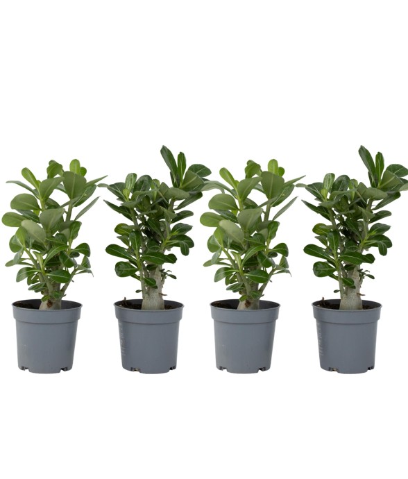 Rose du désert - Set de 4 -...