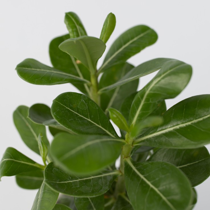 Rose du désert - Set de 4 - Adenium obesum - Hauteur 25-40cm - ⌀10,5cm