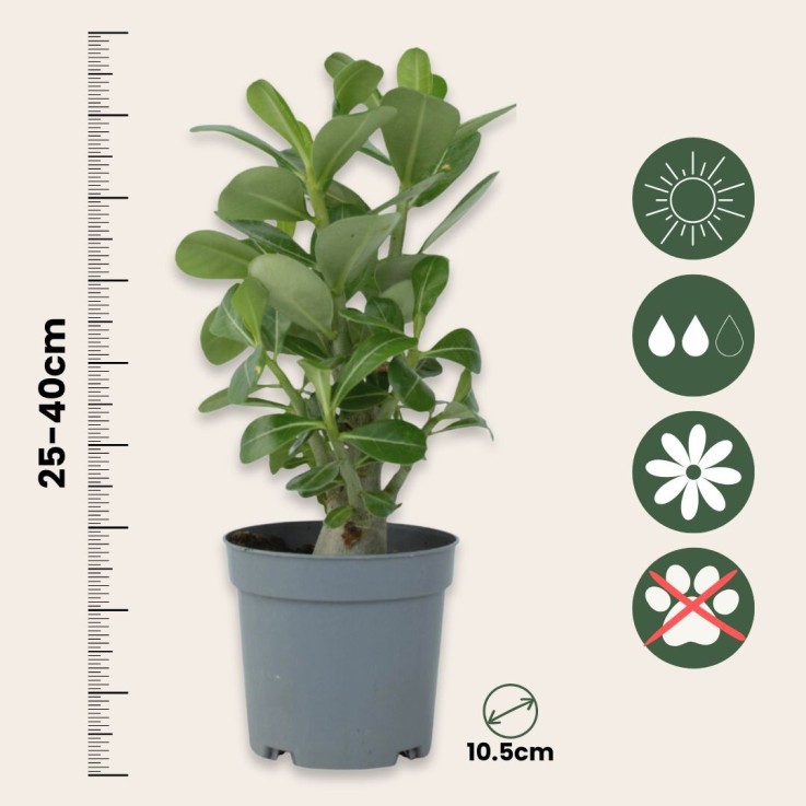 Rose du désert - Set de 4 - Adenium obesum - Hauteur 25-40cm - ⌀10,5cm