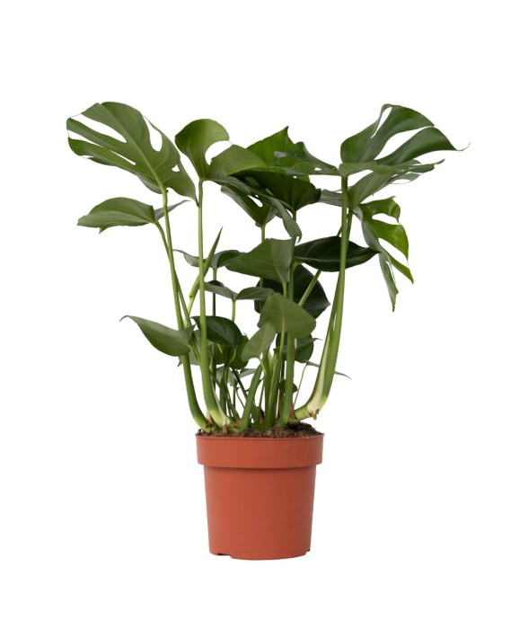 Plante à trous - Monstera...