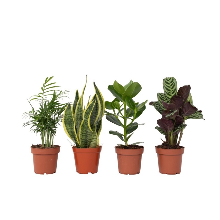Mélange de plantes faciles d'entretien - Set de 4 - Hauteur 25-40cm - ⌀12cm